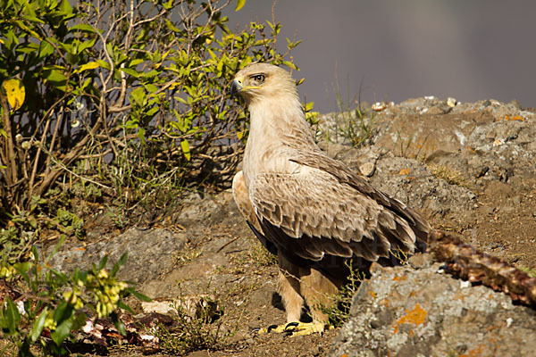 Savannenadler (Aquila rapax)