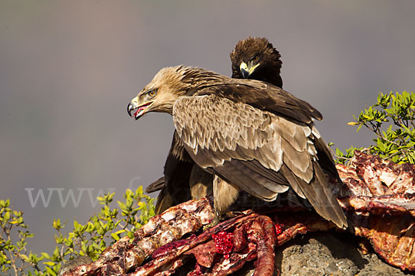 Savannenadler (Aquila rapax)