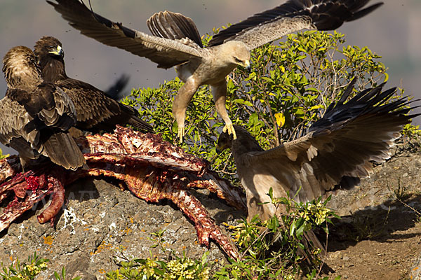 Savannenadler (Aquila rapax)