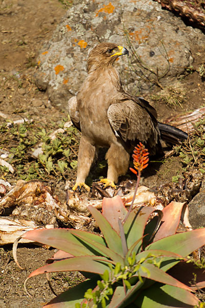 Savannenadler (Aquila rapax)