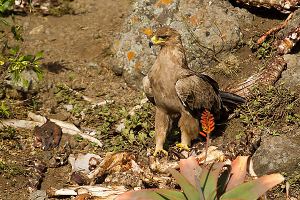 Savannenadler (Aquila rapax)