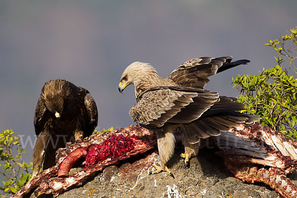 Savannenadler (Aquila rapax)