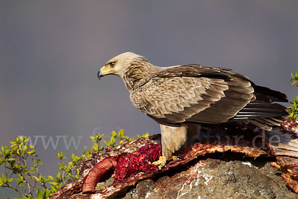 Savannenadler (Aquila rapax)