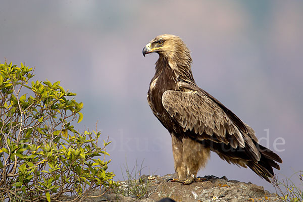 Savannenadler (Aquila rapax)