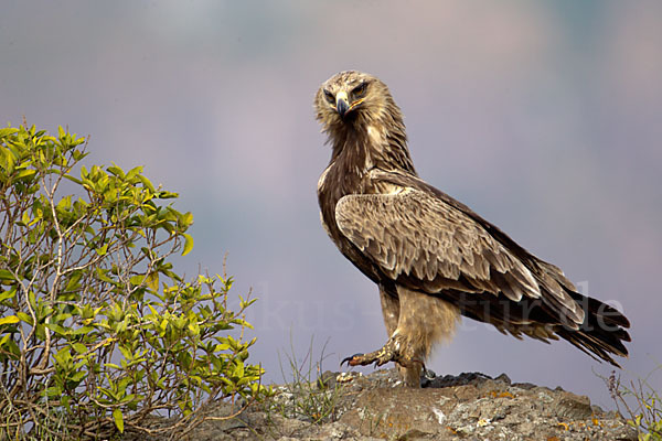 Savannenadler (Aquila rapax)