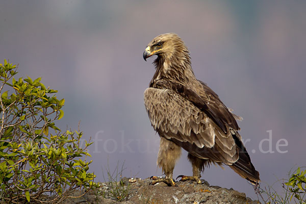 Savannenadler (Aquila rapax)