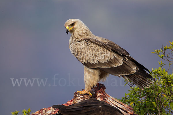 Savannenadler (Aquila rapax)