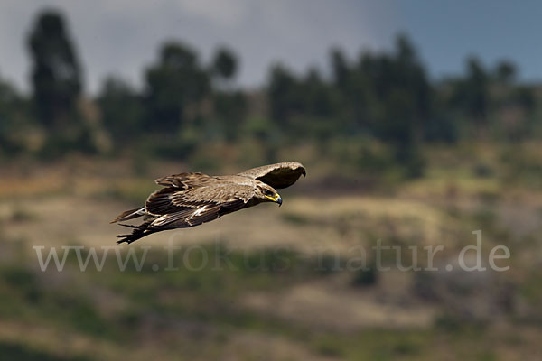 Savannenadler (Aquila rapax)