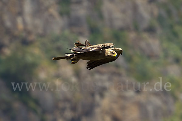 Savannenadler (Aquila rapax)