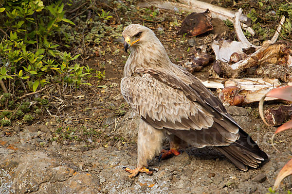 Savannenadler (Aquila rapax)