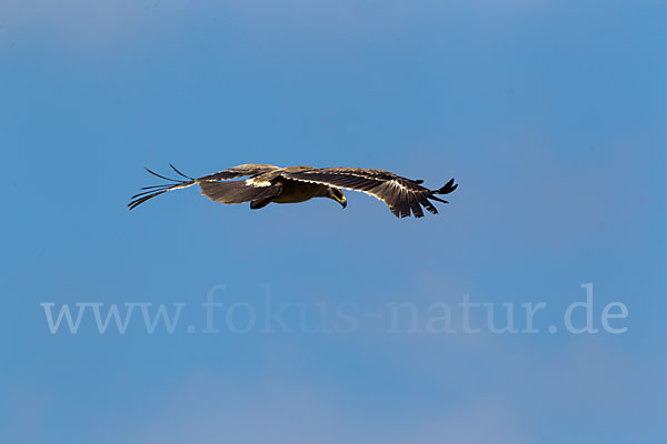 Savannenadler (Aquila rapax)