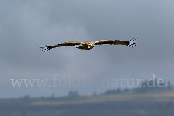 Savannenadler (Aquila rapax)