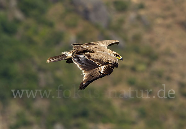 Savannenadler (Aquila rapax)