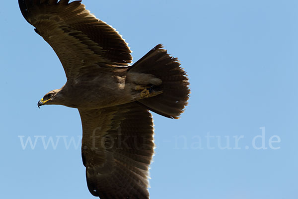 Savannenadler (Aquila rapax)