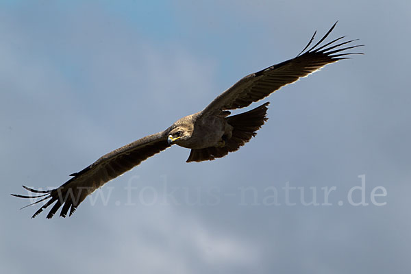 Savannenadler (Aquila rapax)