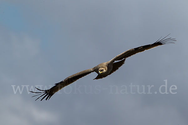 Savannenadler (Aquila rapax)