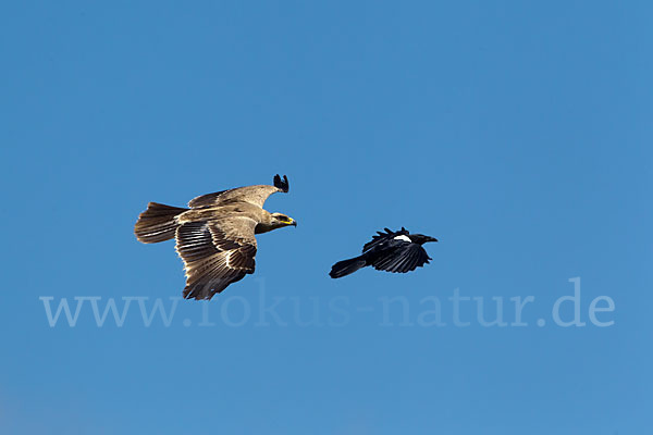 Savannenadler (Aquila rapax)
