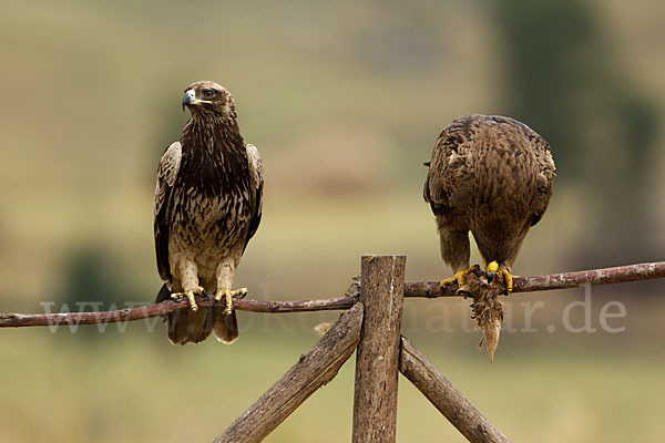 Savannenadler (Aquila rapax)