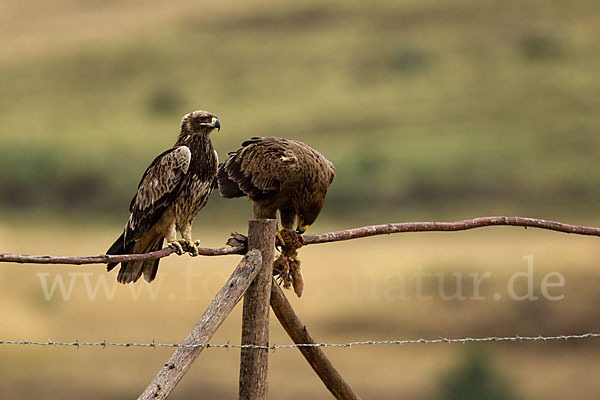 Savannenadler (Aquila rapax)