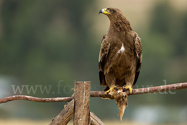 Savannenadler (Aquila rapax)