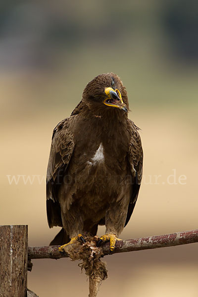 Savannenadler (Aquila rapax)