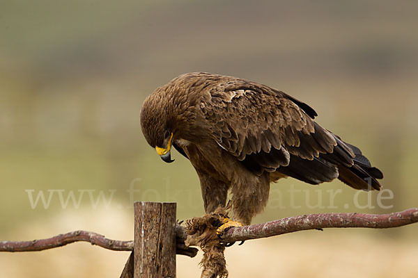 Savannenadler (Aquila rapax)