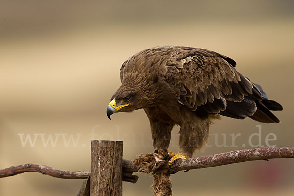 Savannenadler (Aquila rapax)