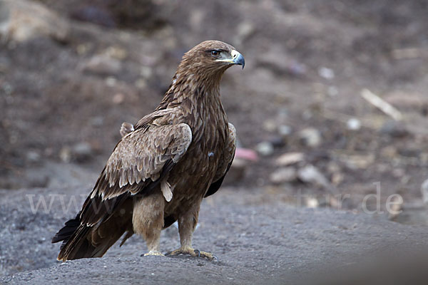 Savannenadler (Aquila rapax)