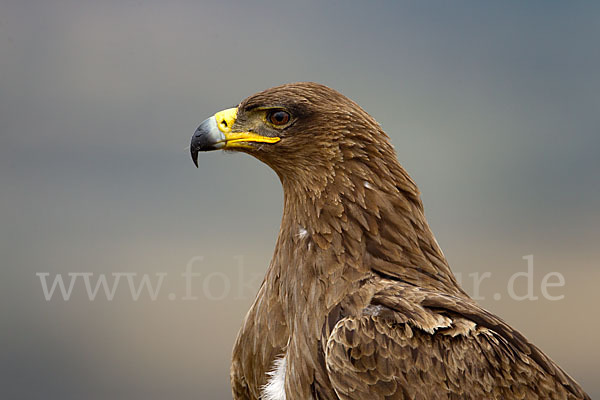 Savannenadler (Aquila rapax)