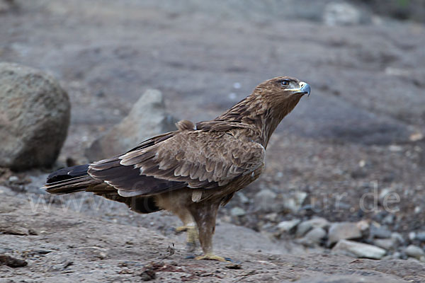 Savannenadler (Aquila rapax)