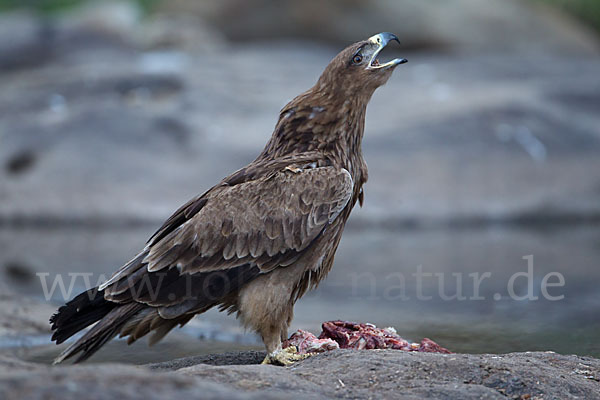 Savannenadler (Aquila rapax)