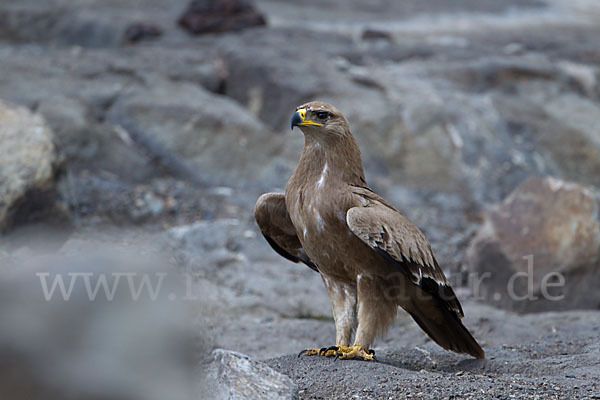 Savannenadler (Aquila rapax)