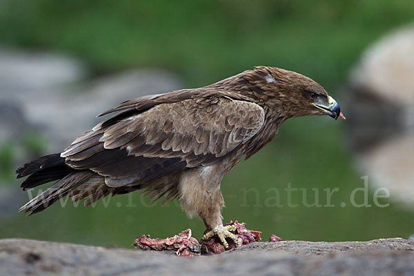 Savannenadler (Aquila rapax)