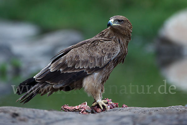 Savannenadler (Aquila rapax)