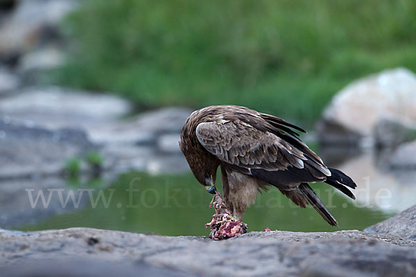 Savannenadler (Aquila rapax)