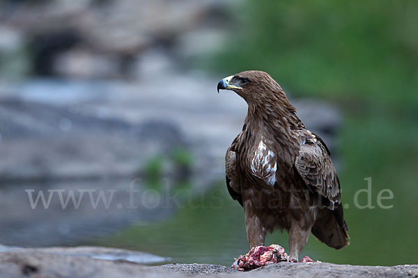 Savannenadler (Aquila rapax)