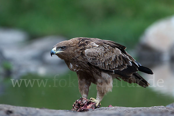 Savannenadler (Aquila rapax)