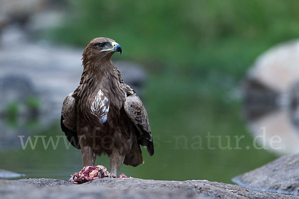 Savannenadler (Aquila rapax)