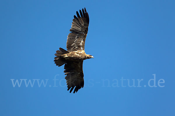 Savannenadler (Aquila rapax)