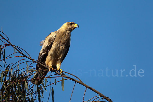 Savannenadler (Aquila rapax)