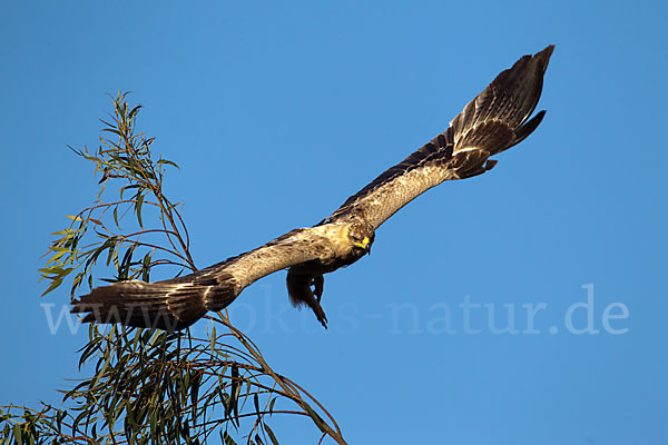 Savannenadler (Aquila rapax)