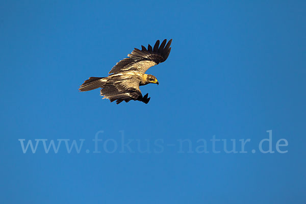 Savannenadler (Aquila rapax)