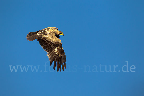 Savannenadler (Aquila rapax)