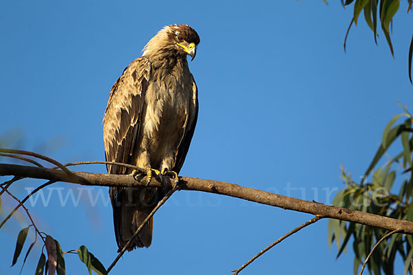 Savannenadler (Aquila rapax)