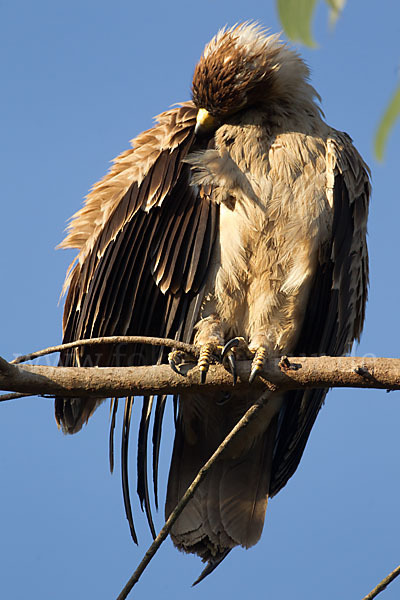 Savannenadler (Aquila rapax)