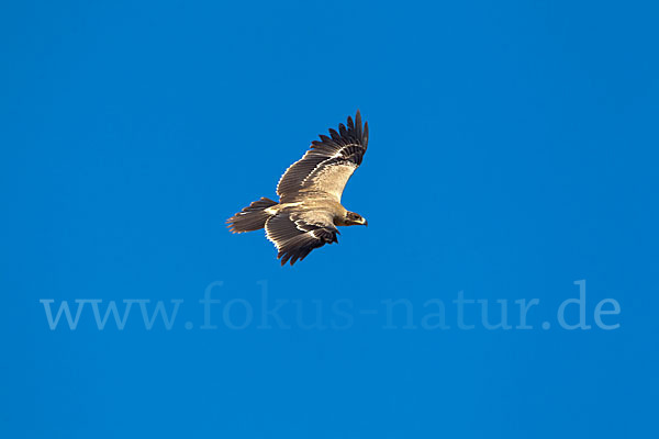 Savannenadler (Aquila rapax)