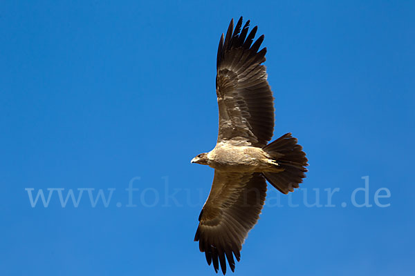 Savannenadler (Aquila rapax)