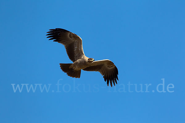 Savannenadler (Aquila rapax)