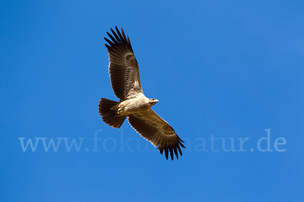 Savannenadler (Aquila rapax)