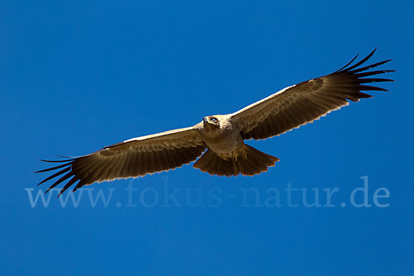 Savannenadler (Aquila rapax)